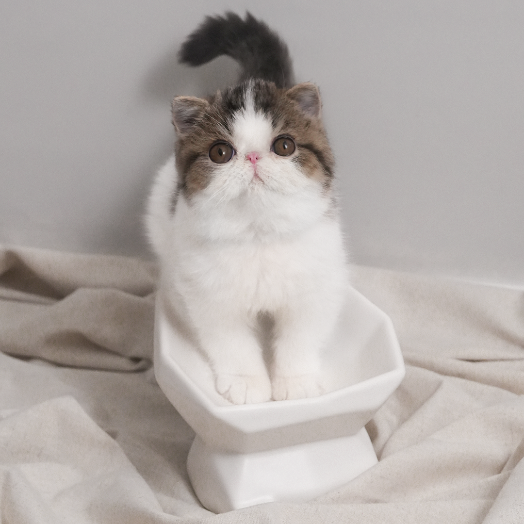 off-white - ed limitada