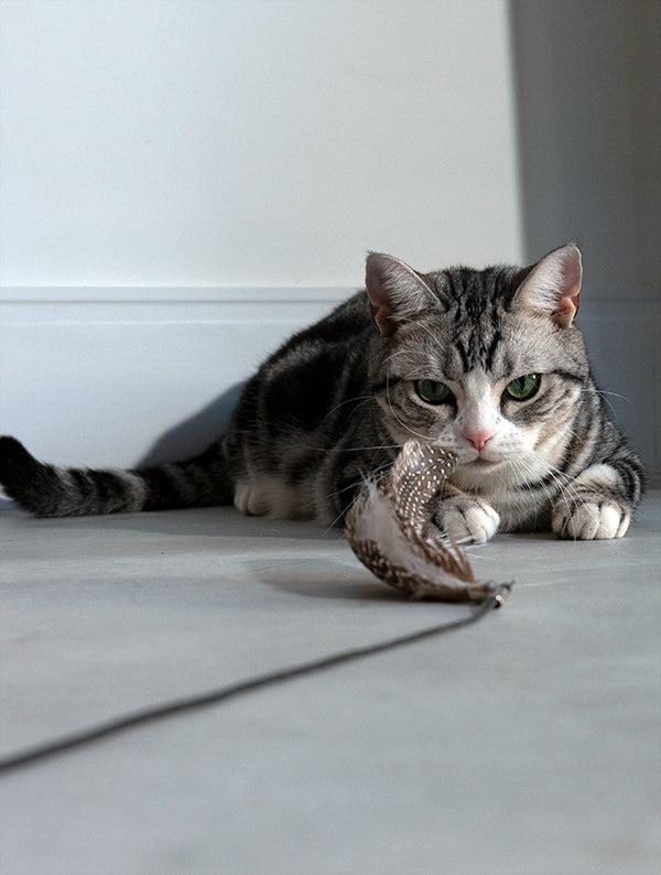 pena para gatos