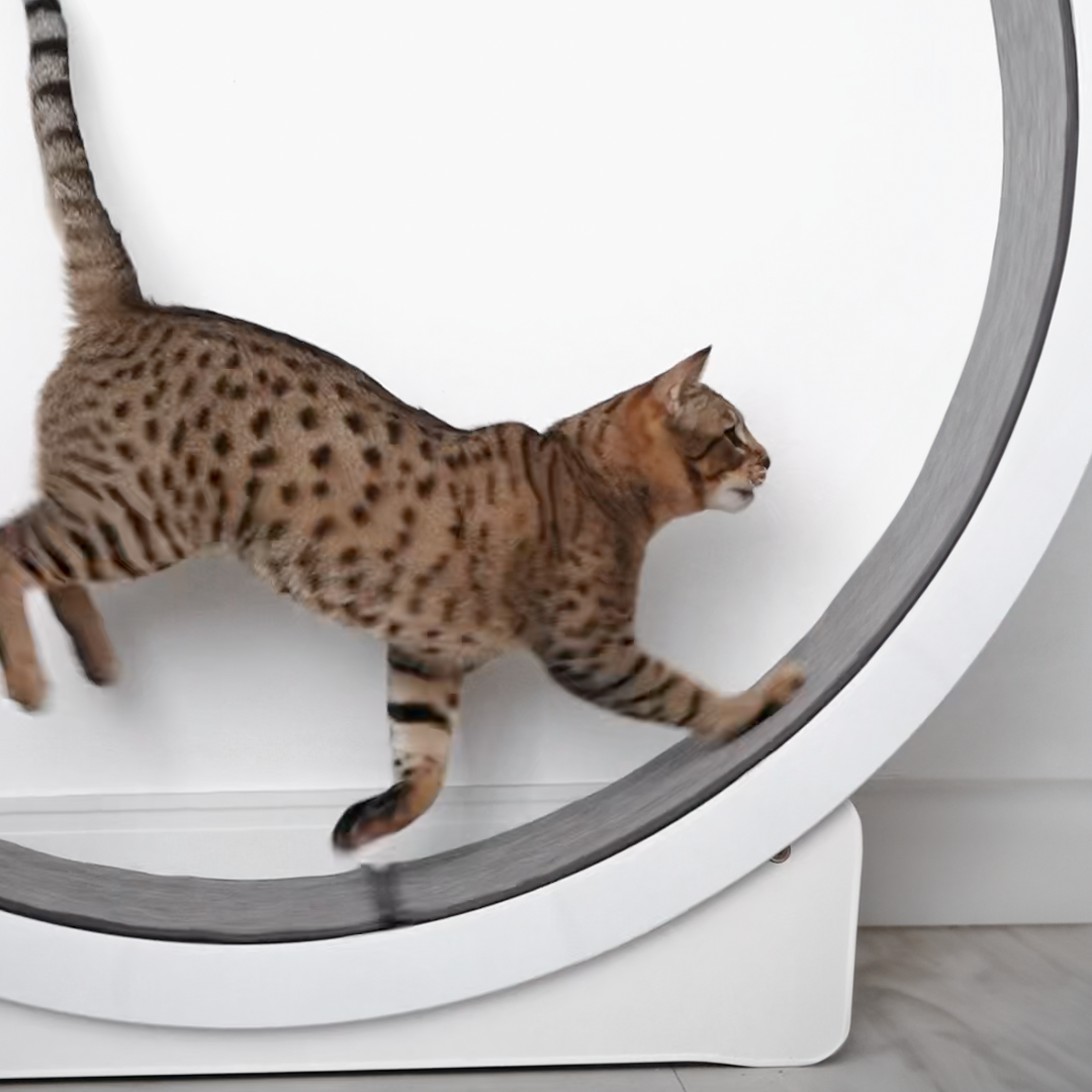 Roda Ergonômica para Gatos Runner Cat Wheel – Woolie